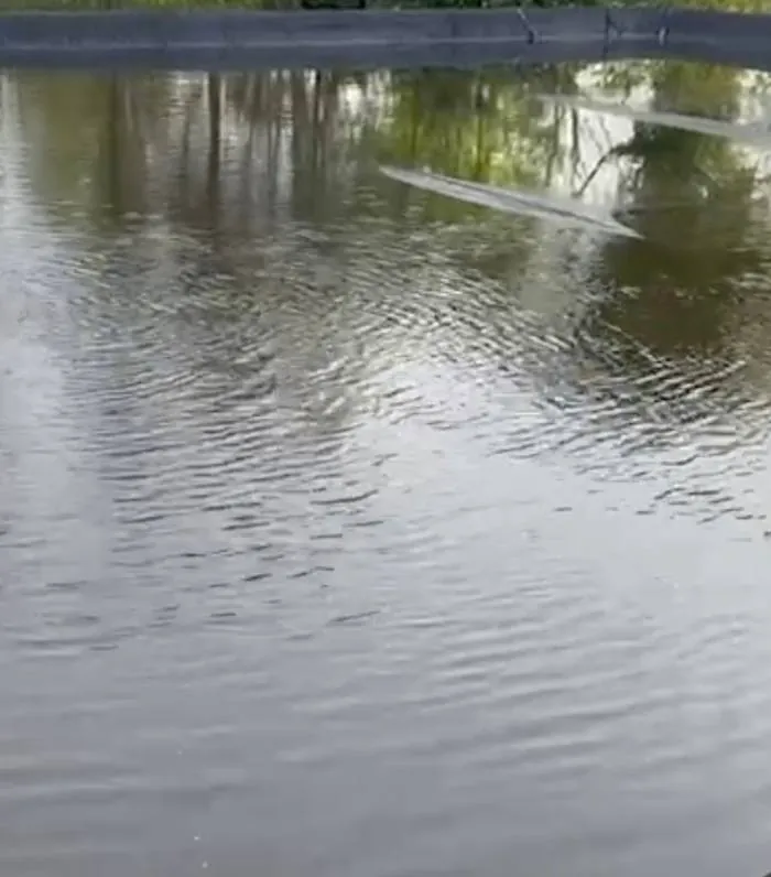 Helder bassin bij Moerings Waterplanten na ionisatie